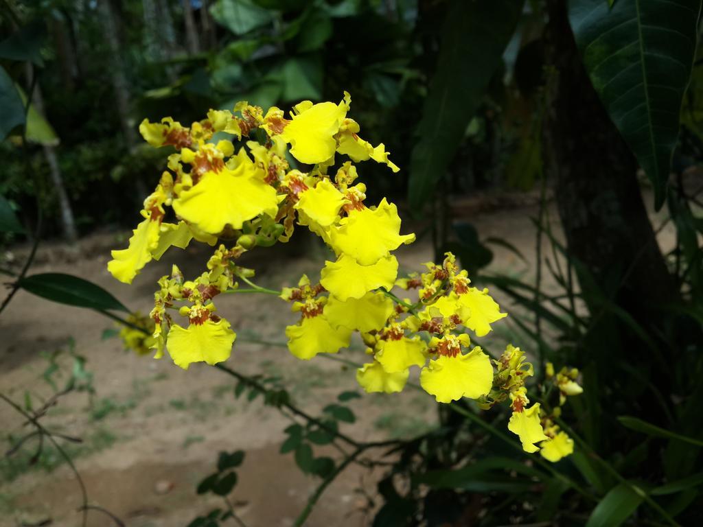 Deniyaya Guest House المظهر الخارجي الصورة